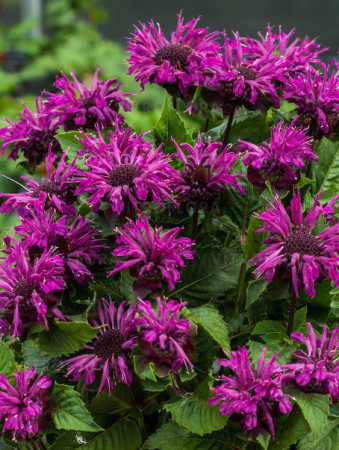 Pysznogłówka 'Bee Pure' | Monarda