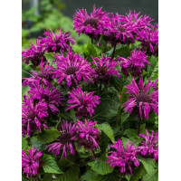 Pysznogłówka 'Bee Pure' | Monarda