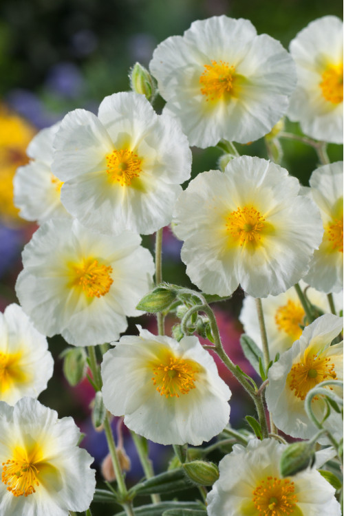Posłonek ‘The Bride’ | Helianthemum hybridum