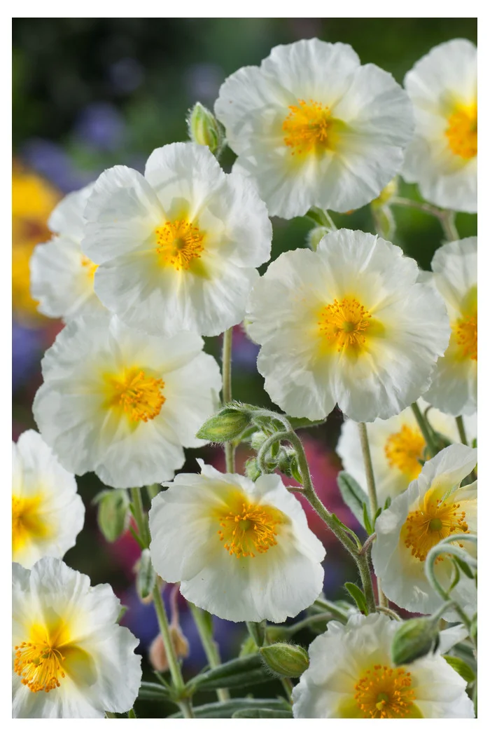 Posłonek ‘The Bride’ | Helianthemum hybridum