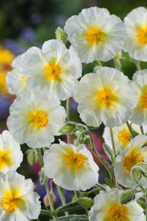Posłonek ‘The Bride’ | Helianthemum hybridum