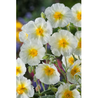 Posłonek ‘The Bride’ | Helianthemum hybridum