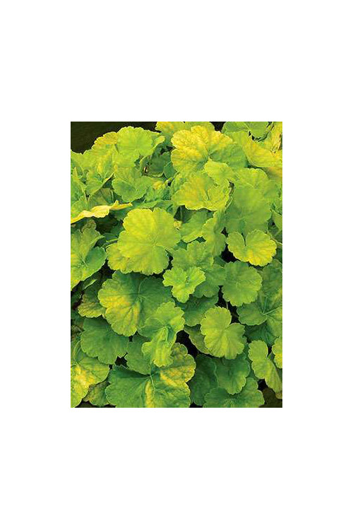 Żurawka 'NORTHERN EXPOSURE™ Lime' Heuchera