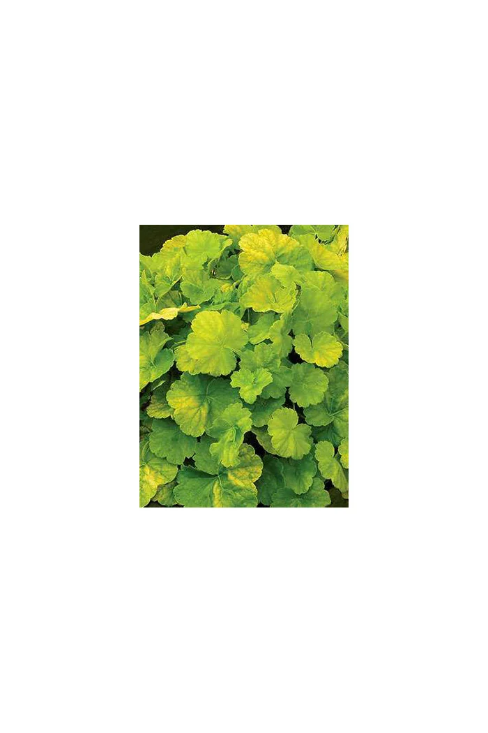 Żurawka 'NORTHERN EXPOSURE™ Lime' Heuchera