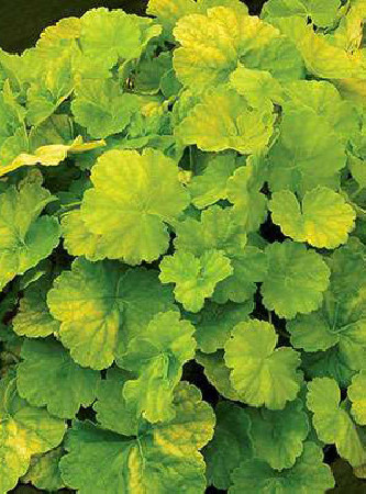 Żurawka 'NORTHERN EXPOSURE™ Lime' Heuchera