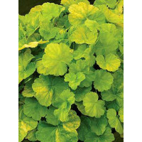 Żurawka 'NORTHERN EXPOSURE™ Lime' Heuchera