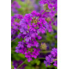 Werbena kanadyjska 'Homestead Purple' | Verbena canadiensis