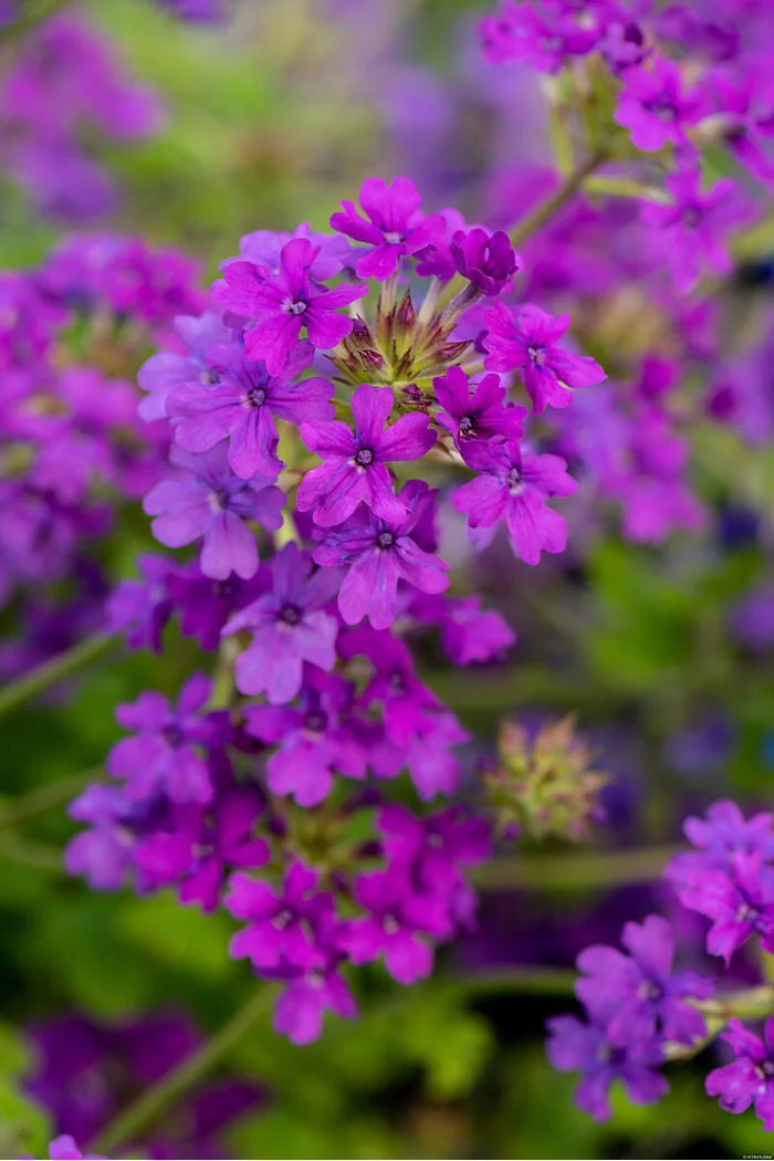 Werbena kanadyjska 'Homestead Purple' | Verbena canadiensis