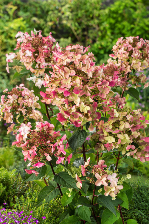 Hortensja bukietowa 'Wim's Red' | Hydrangea paniculata