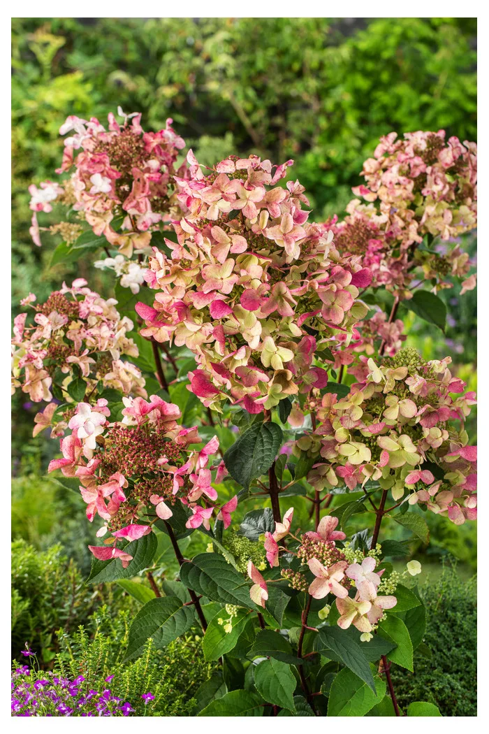 Hortensja bukietowa 'Wim's Red' | Hydrangea paniculata