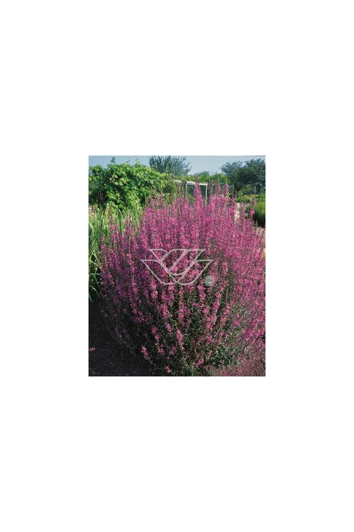 Krwawnica pospolita 'Rote Hybriden' | Lythrum salicaria
