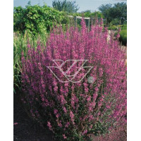 Krwawnica pospolita 'Rote Hybriden' | Lythrum salicaria