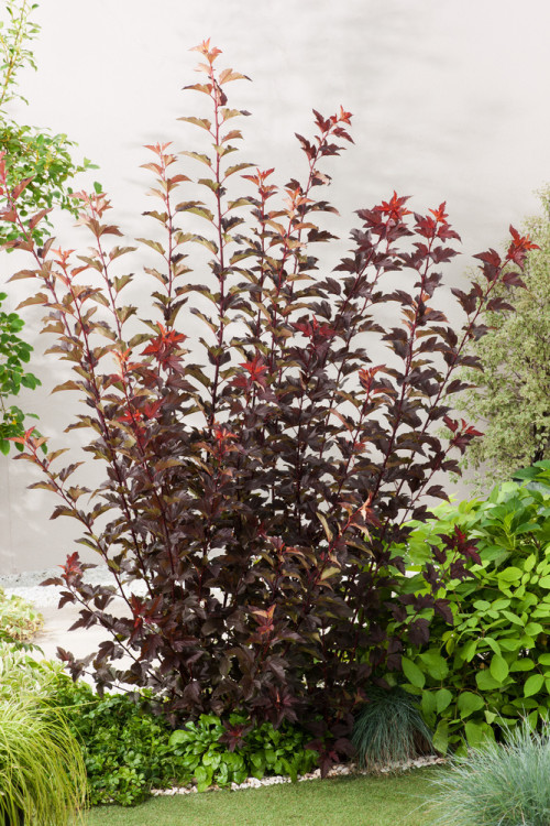 Pęcherznica kalinolistna 'Diabolo' | Physocarpus opulifolius