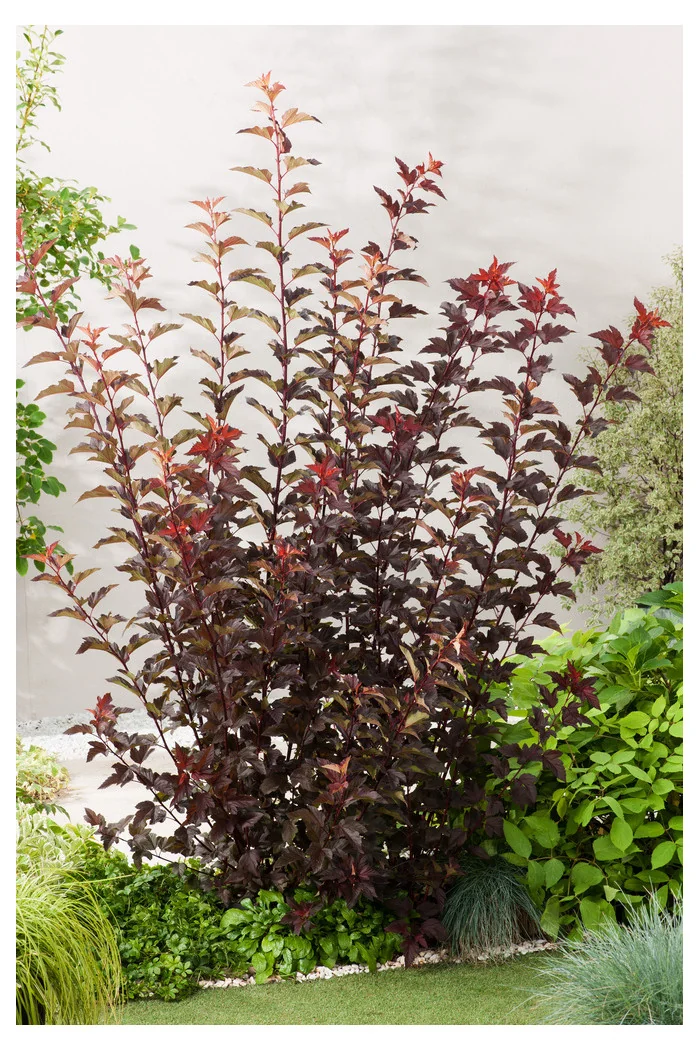 Pęcherznica kalinolistna 'Diabolo' | Physocarpus opulifolius