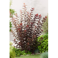 Pęcherznica kalinolistna 'Diabolo' | Physocarpus opulifolius