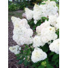 Hortensja bukietowa 'Diamantino' | Hydrangea paniculata