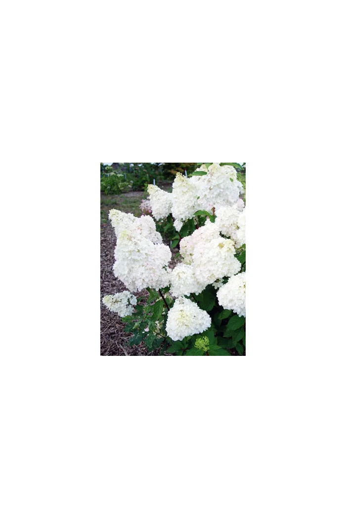 Hortensja bukietowa 'Diamantino' | Hydrangea paniculata