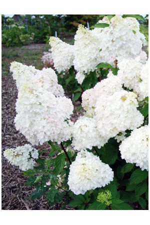 Hortensja bukietowa 'Diamantino' | Hydrangea paniculata