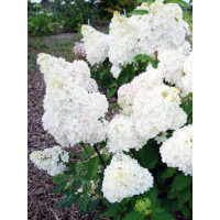 Hortensja bukietowa 'Diamantino' | Hydrangea paniculata