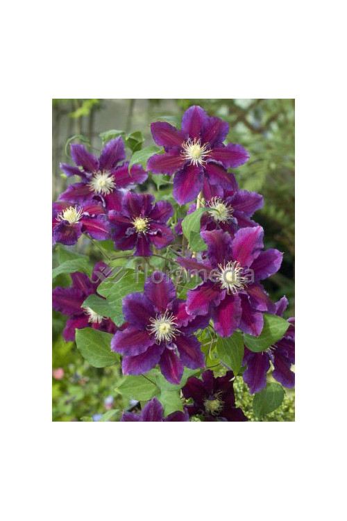 Powojnik 'Hania' | Clematis