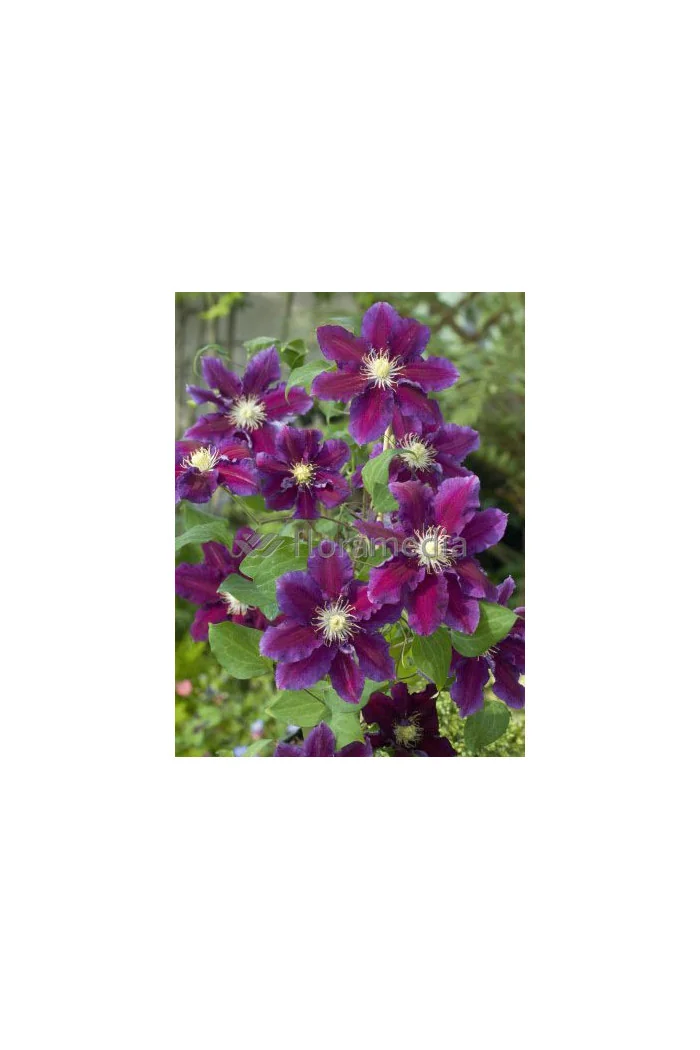 Powojnik 'Hania' | Clematis