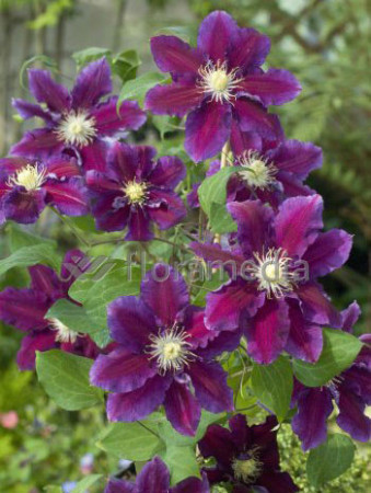 Powojnik 'Hania' | Clematis