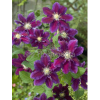 Powojnik 'Hania' | Clematis