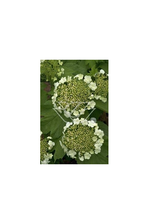 Kalina koralowa 'Nanum' Viburnum opulus