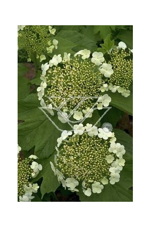 Kalina koralowa 'Nanum' Viburnum opulus