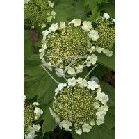 Kalina koralowa 'Nanum' Viburnum opulus