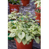 Brunnera 'Little Heart' | Brunnera 