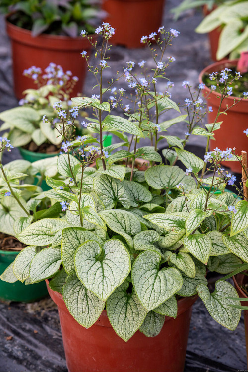 Brunnera 'Little Heart' | Brunnera 