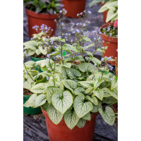 Brunnera 'Little Heart' | Brunnera 