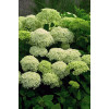 Hortensja drzewiasta 'Incrediball' (Strong Anabelle) | Hydrangea arborescens