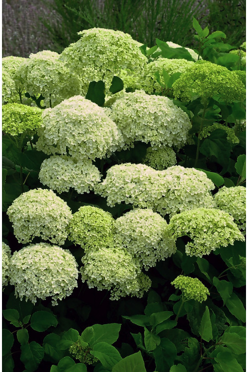 Hortensja drzewiasta 'Incrediball' (Strong Anabelle) | Hydrangea arborescens