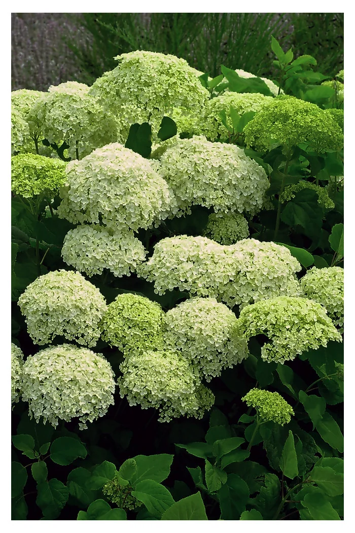 Hortensja drzewiasta 'Incrediball' (Strong Anabelle) | Hydrangea arborescens