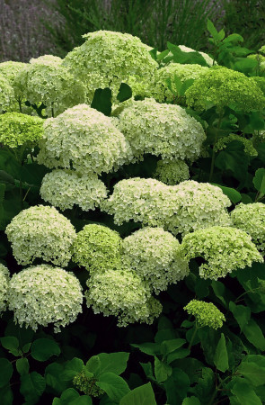 Hortensja drzewiasta 'Incrediball' (Strong Anabelle) | Hydrangea arborescens