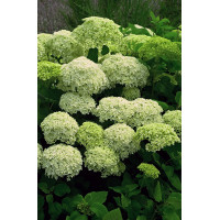 Hortensja drzewiasta 'Incrediball' (Strong Anabelle) | Hydrangea arborescens