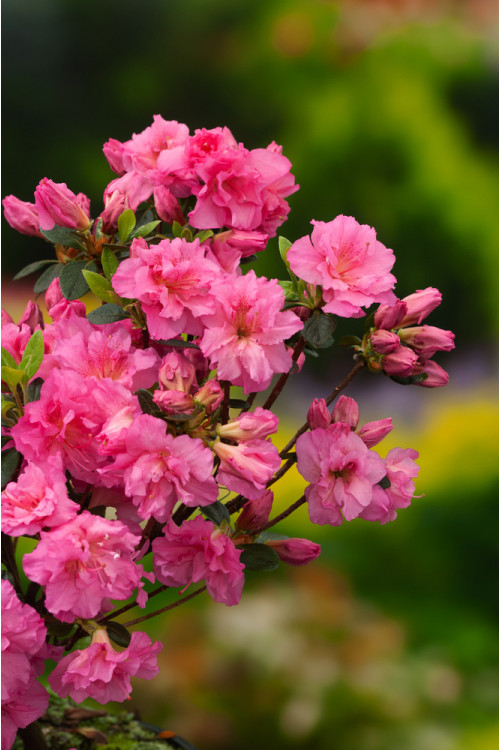 Azalia japońska 'Petticoat' Azalea japonica