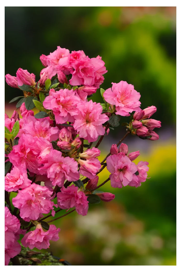 Azalia japońska 'Petticoat' Azalea japonica