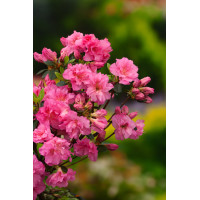 Azalia japońska 'Petticoat' Azalea japonica