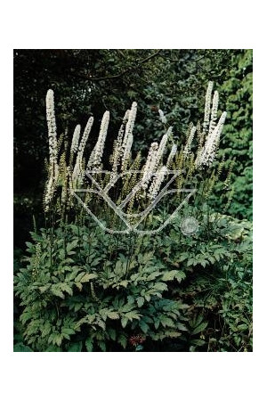 Świecznica, Pluskwica groniasta | Cimicifuga racemosa