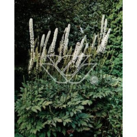 Świecznica, Pluskwica groniasta | Cimicifuga racemosa