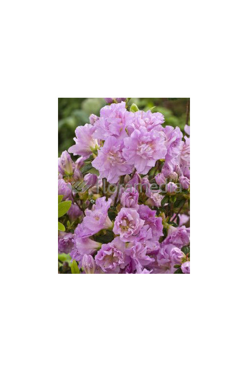 Azalia japońska 'Elise Lee' Azalea japonica