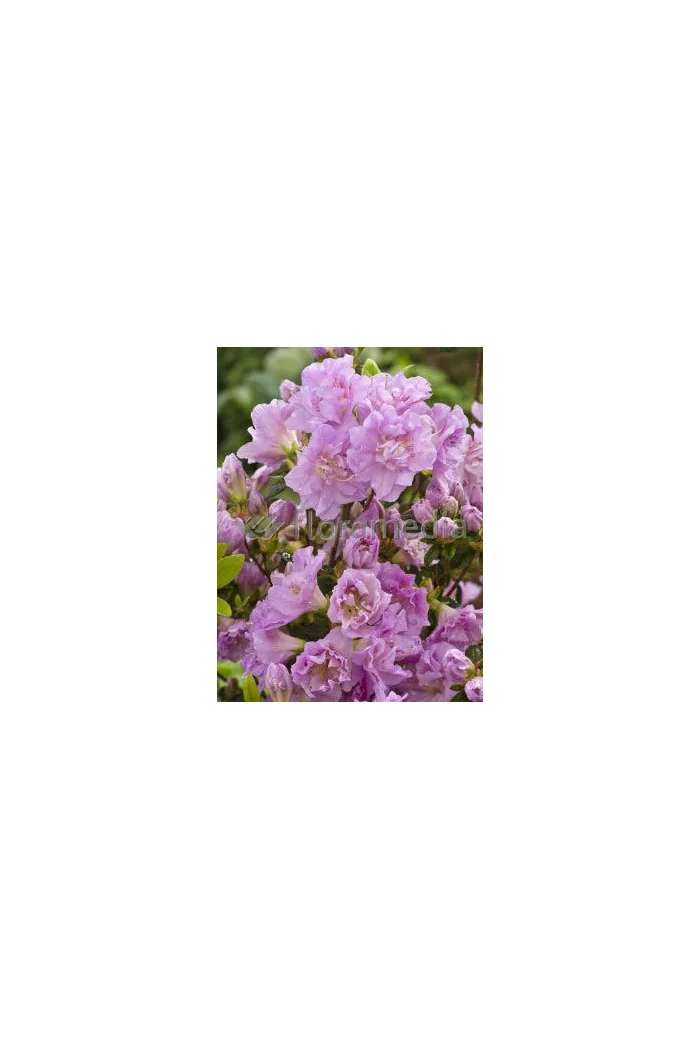 Azalia japońska 'Elise Lee' Azalea japonica