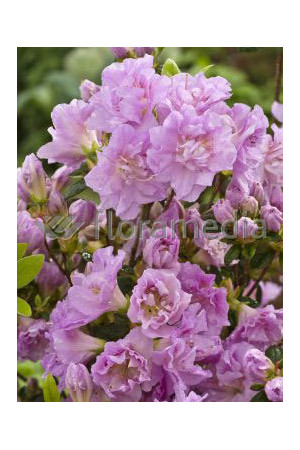 Azalia japońska 'Elise Lee' Azalea japonica