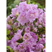 Azalia japońska 'Elise Lee' Azalea japonica