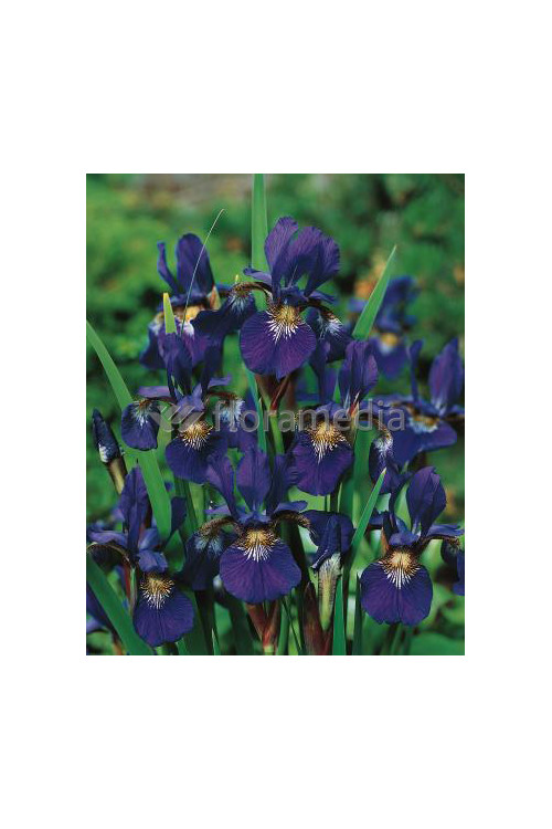 Kosaciec (Irys) syberyjski 'Caesar's Brother' | Iris sibirica