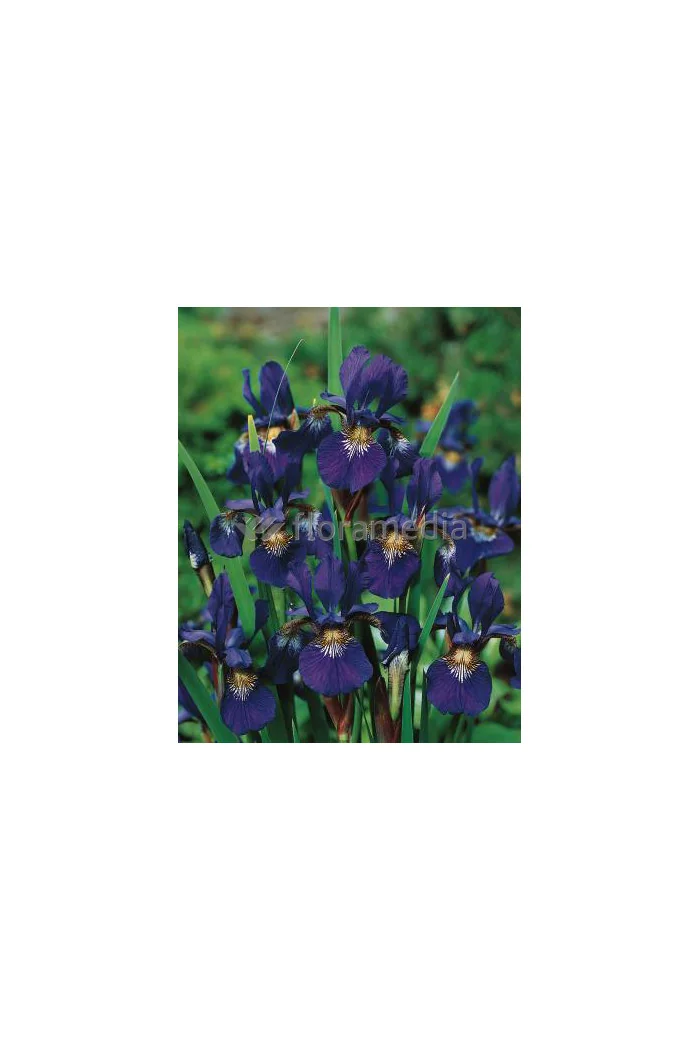 Kosaciec (Irys) syberyjski 'Caesar's Brother' | Iris sibirica