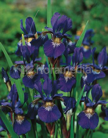 Kosaciec (Irys) syberyjski 'Caesar's Brother' | Iris sibirica